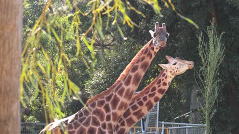 two giraffes eating leaves from a tree