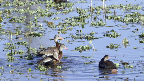 Grupo-De-Patos-Silbadores-De-Vientre-Negro,-Bañándose-Para-Limpiar-Las-Plumas