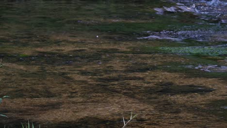 Graureiher-Auf-Schnell-Fließendem-Fluss-Und-Heben-Dann-Im-Yangjaecheon-strom-In-Südkorea-Ab