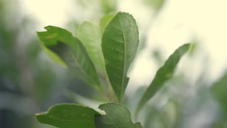 close-up of a mate leaf gently moving with the wind