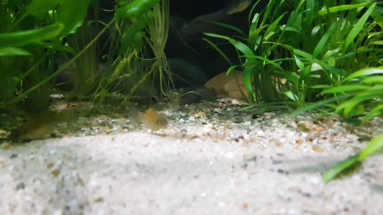 カメラの横を速く泳ぐモリーフィッシュ