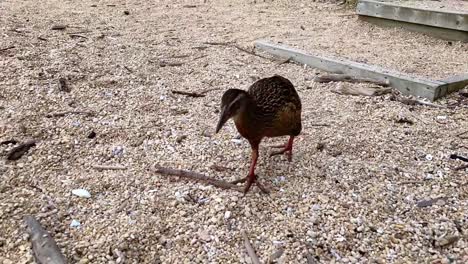 weka, iconic flightless native bird, scavenging for food in abel tasman national park, new zealand - full shot