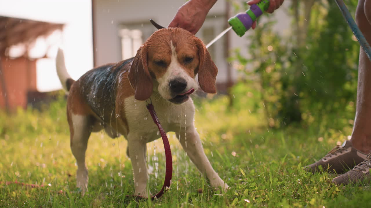 perro siendo bañado por el dueño al aire libre en un día soleado, agua rociada suavemente en el perro, que lamia la boca, la mano del dueño sosteniendo la manguera, rodeado de exuberante vegetación, edificio visible en un fondo borroso