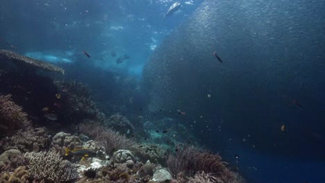 school-of-silver-side-fish-and-coral-reefs