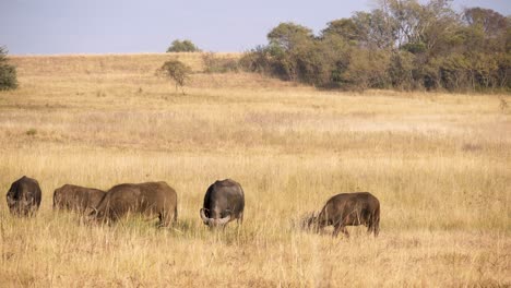 Una-Pequeña-Manada-De-Búfalos-Africanos-Pastan-En-Las-Altas-Hierbas-De-La-Sabana