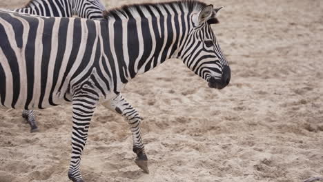 zebra walking in slow motion