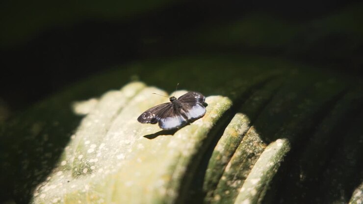 Tagiades Gana, farfalla Suffused Snow Flat sotto il sole