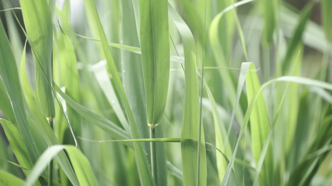 крупный план зеленой травы