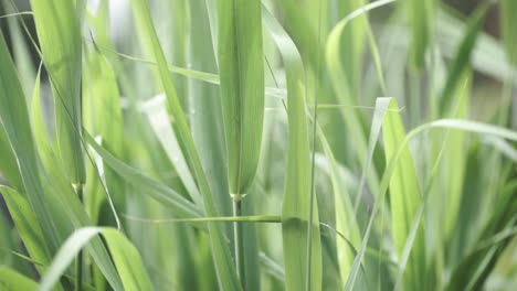 primer plano de la hierba verde