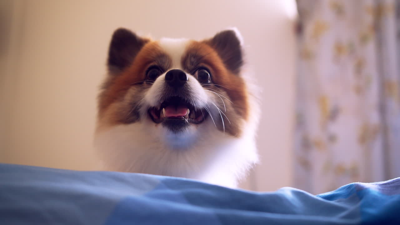 치와와와 포메라니안 개 귀여운 애완 동물은 거실에 좌석 소파 가구 인테리어 장식이 있는 집에서 행복한 미소를 짓습니다