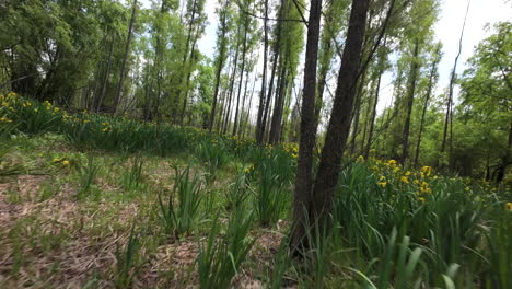 fpv aerial flight through dense forest trees, various plants including yellow flag iris species, descending into tree canopy