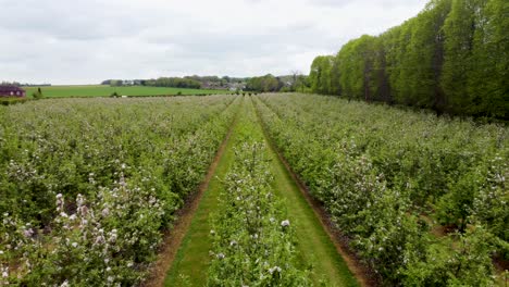 Slow-and-low-drone-shot-over-the-top-of-blossom-trees