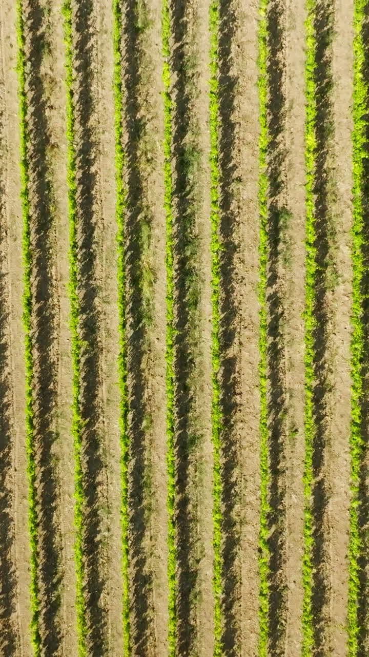 Vertical drone shot rising above grapevine rows, sunny, summer day in Tuscany