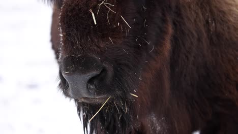 primer plano de bisonte respirando en el frío invierno a cámara lenta