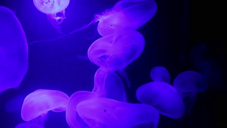 mesmerizing glowing jellyfish underwater