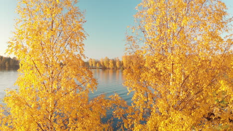 rising up close to yellow golden trees in october revealing a beautiful calm lake in a serene landscape