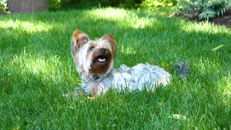 cute happy little yorkie dog lying in the grass and panting - 60fps