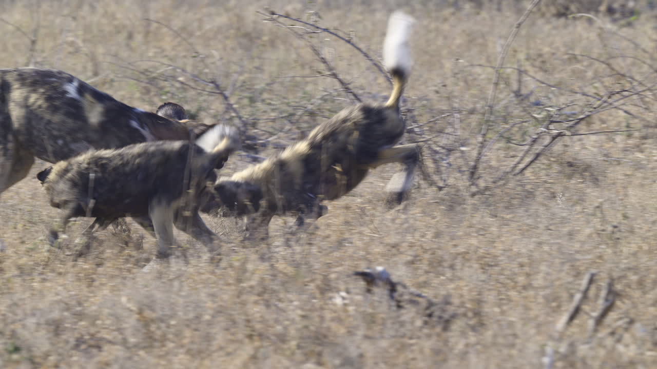 African wild dog or painted dogs, juveniles begging for food at adult, slow motion