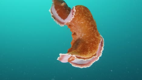 Spanish-Dancer-sea-slug-captivating-and-enchants-marine-enthusiasts-with-its-vibrant-colors-and-movements-underwater