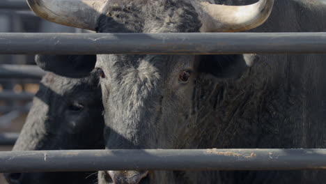 un toro de rango mira con curiosidad a la cámara a través de barras de chute de metal en dallas, texas