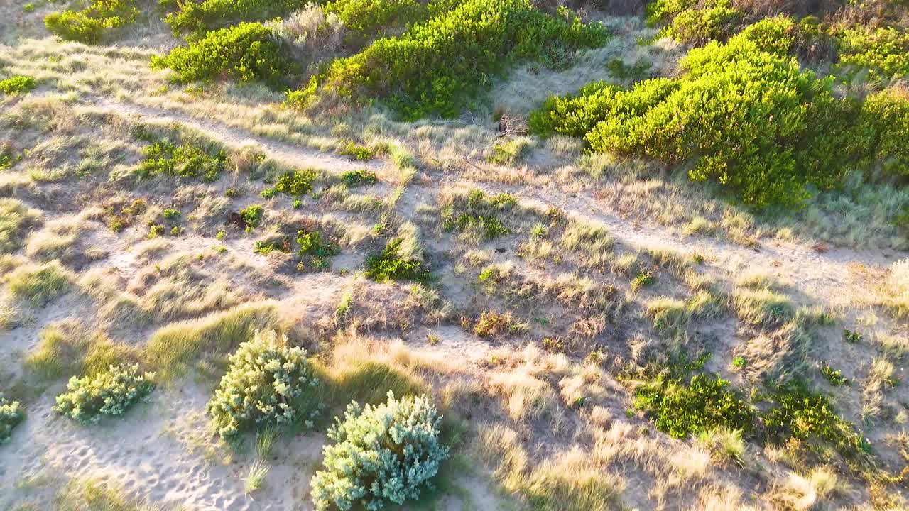 Aerial footage captures the lush coastal vegetation of Bellarine Peninsula, showcasing vibrant greens and sandy textures under natural sunlight