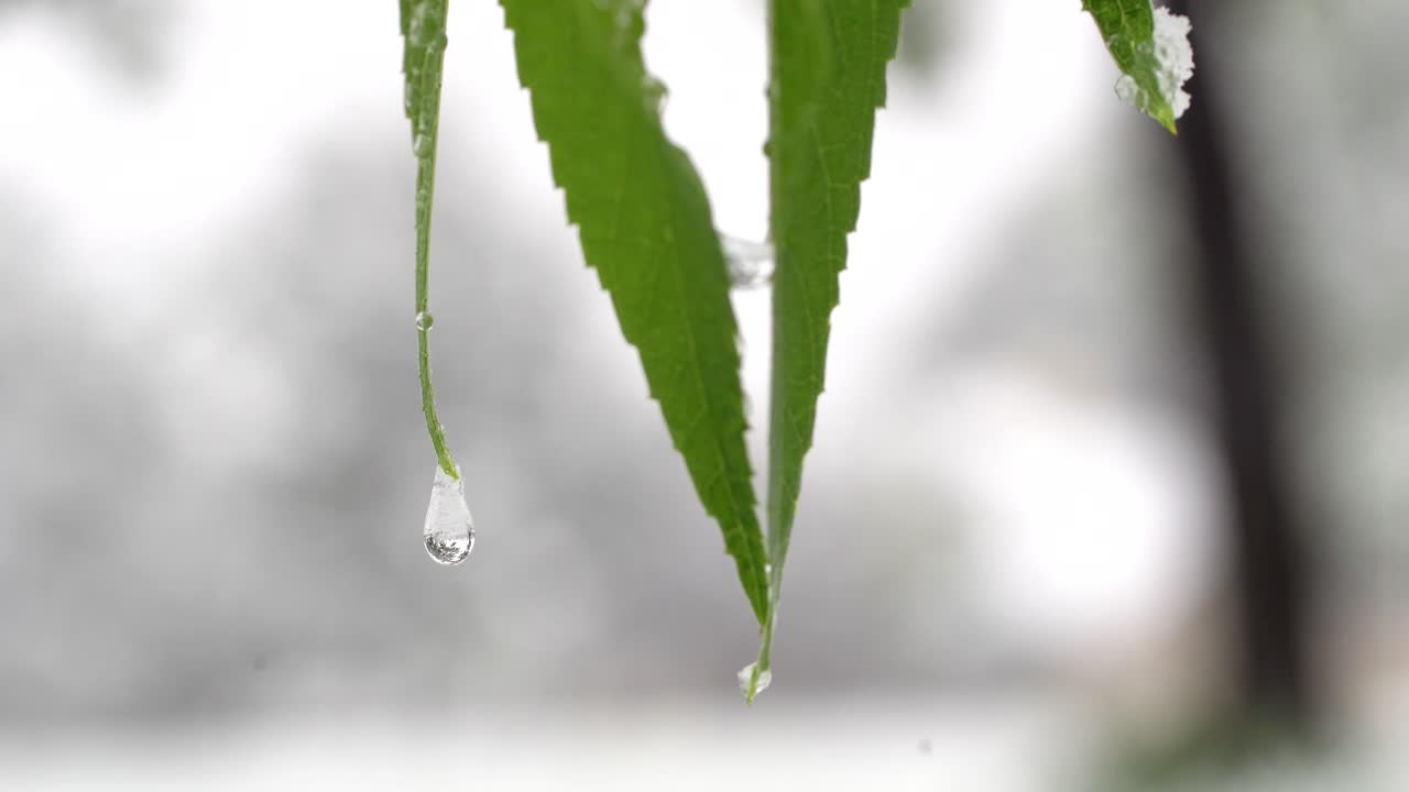 gotas de agua sobre hojas verdes después de la nieve
