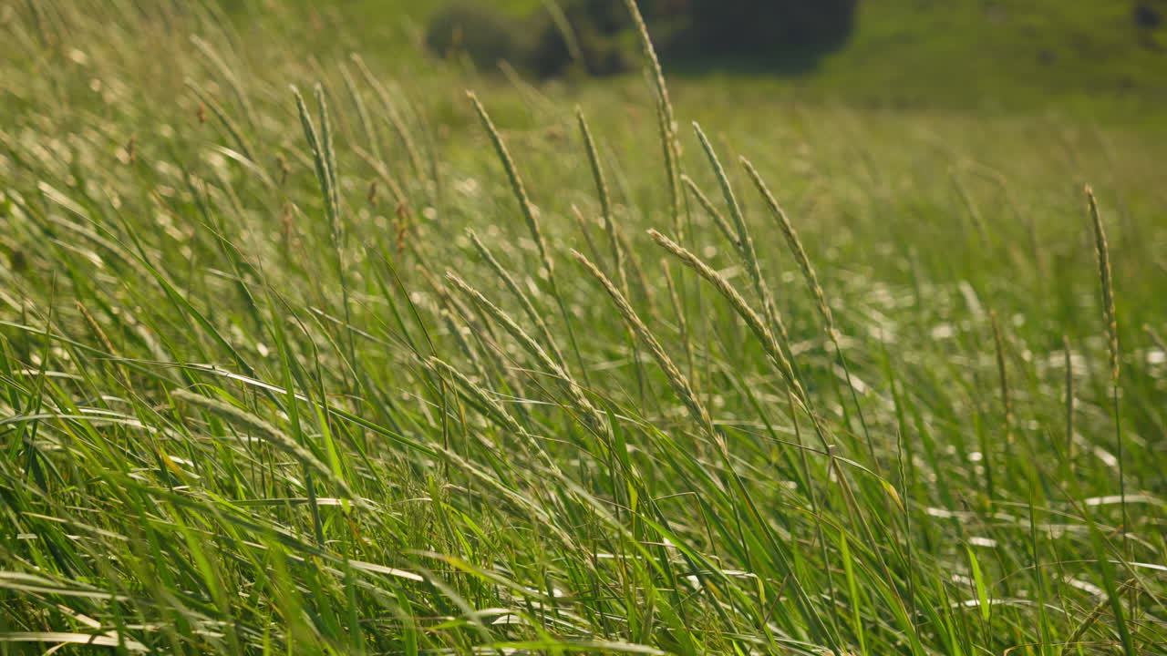 Straw grass moves a little in the sun in the summer