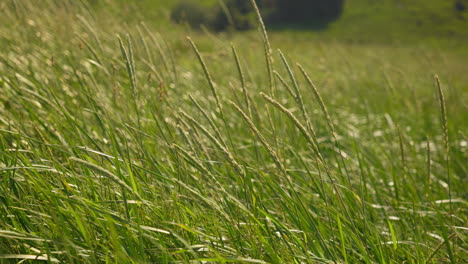 straw grass moves a little in the sun in the summer