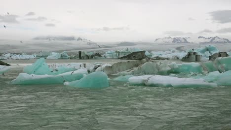 icebergs and arctic tern birds in a river in the frozen arctic jokulsarlon glacier lagoon in iceland