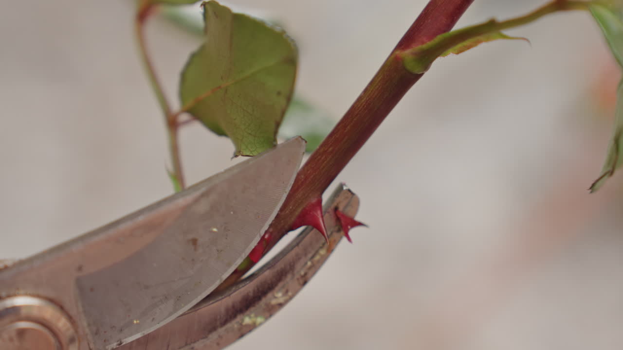 Hands removing thorns florist prepping stems, close detail of thorn removal and tiny sap, sterile blade action, bare stem revealed, calm neutral background, careful finishing for arrangement
