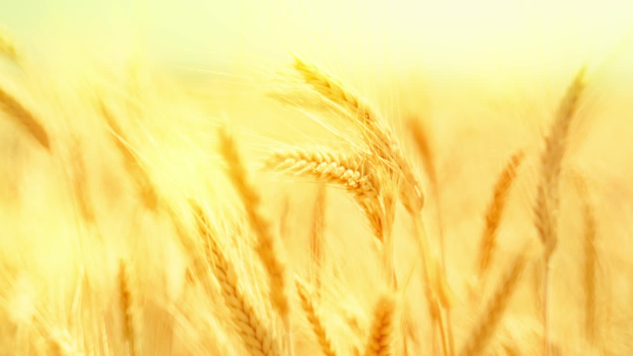Golden wheat ears swaying in warm sunlight, symbolizing harvest, nature's abundance, and the serenity of a summer field at sunset. Close-up with beautiful soft focus. Cinematic.