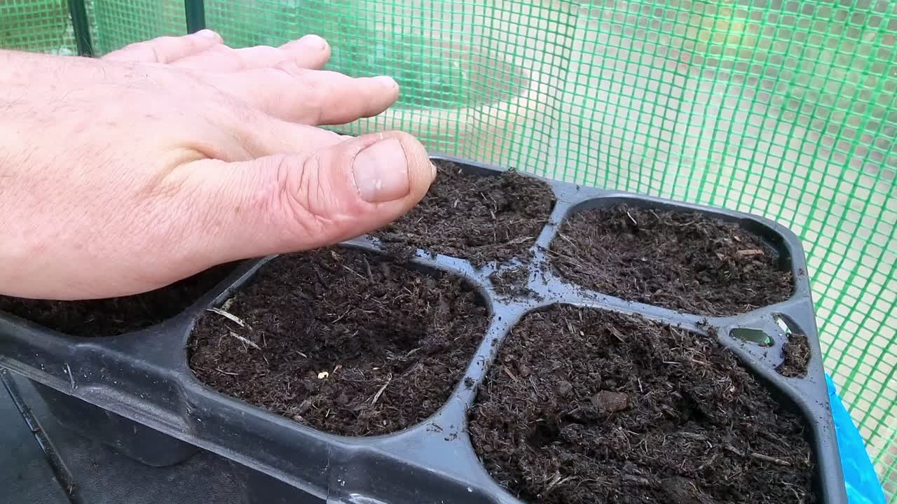 Mani maschili che coprono i semi con il terriccio in un vassoio di compost per la germinazione in serra per avviare la crescita