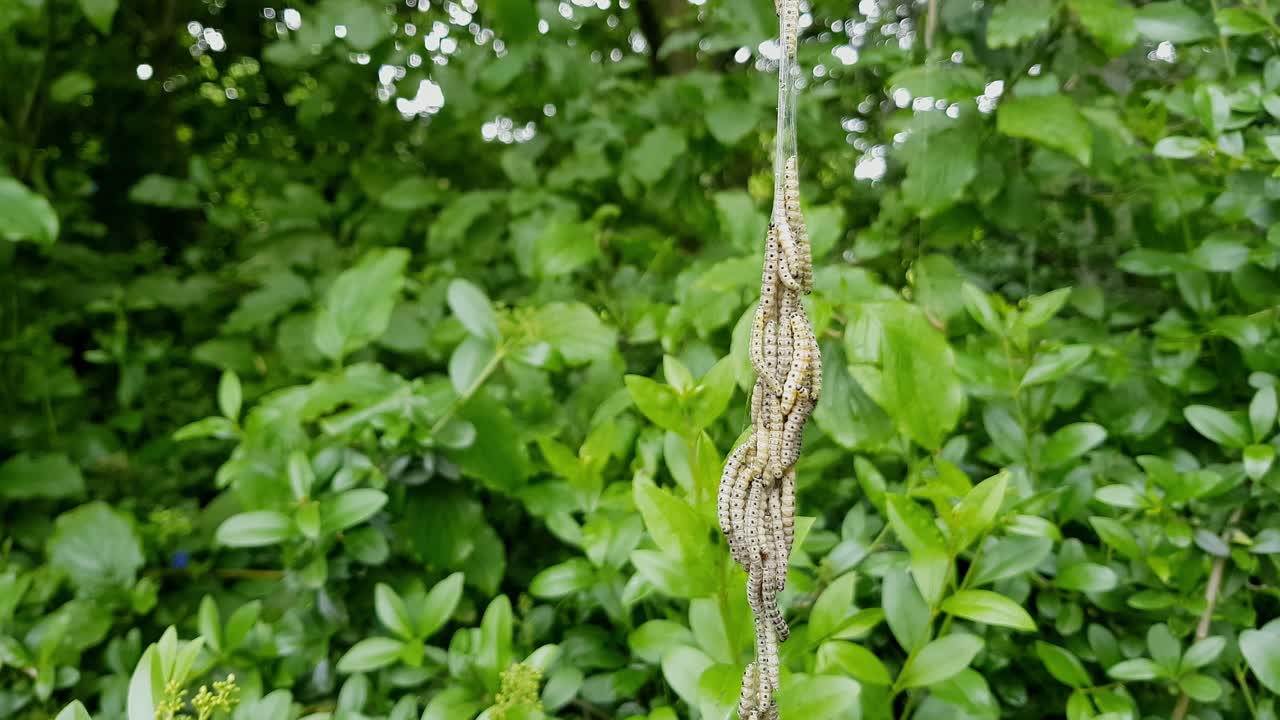 lapso de tiempo de orugas de polilla de armiño, yponomeutidae, colgando de una hebra de telaraña de seda en el reino unido