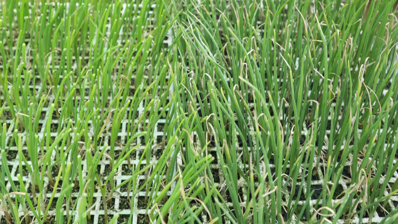 Fresh Green Stalk Chives Seedlings Is For Sale On Public Market