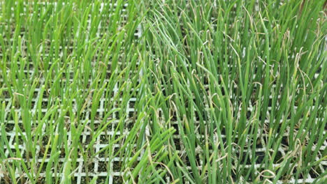 fresh green stalk chives seedlings is for sale on public market