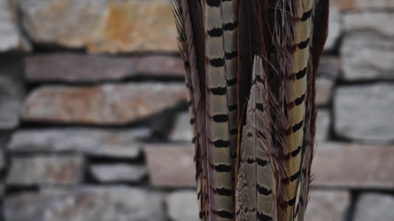 Peacock Feathers in Vase Against Stone Wall