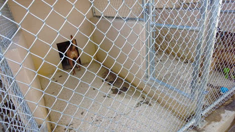 dogs in a kennel or animal shelter, behind a cage