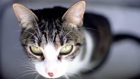 close up view of beautiful green cat's eye looking at camera defiantly