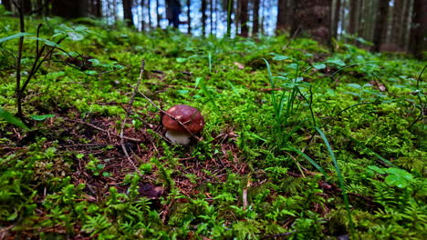 motion video of a immature mushroom in a forest