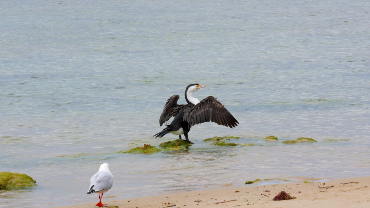 cormorán australiano en una playa