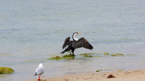 australian pied cormorant on a beach