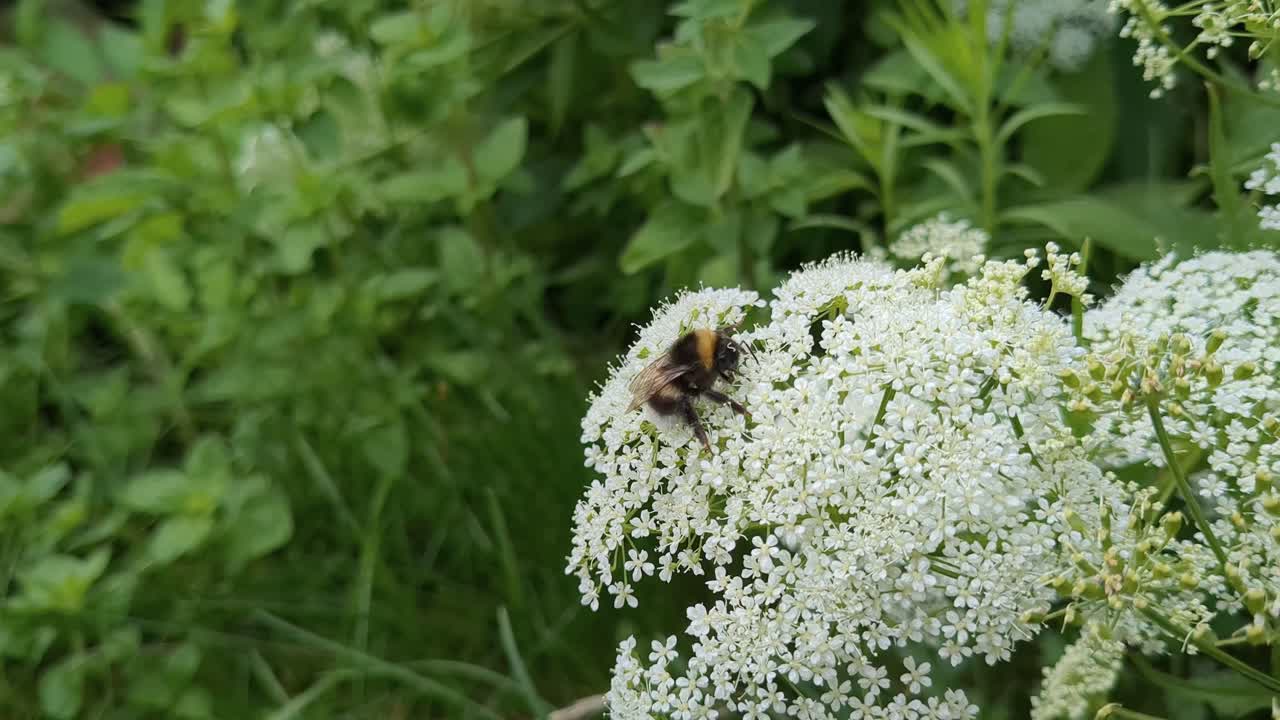Bumble bee cleaning itself while collecting pollen on white flower, close up