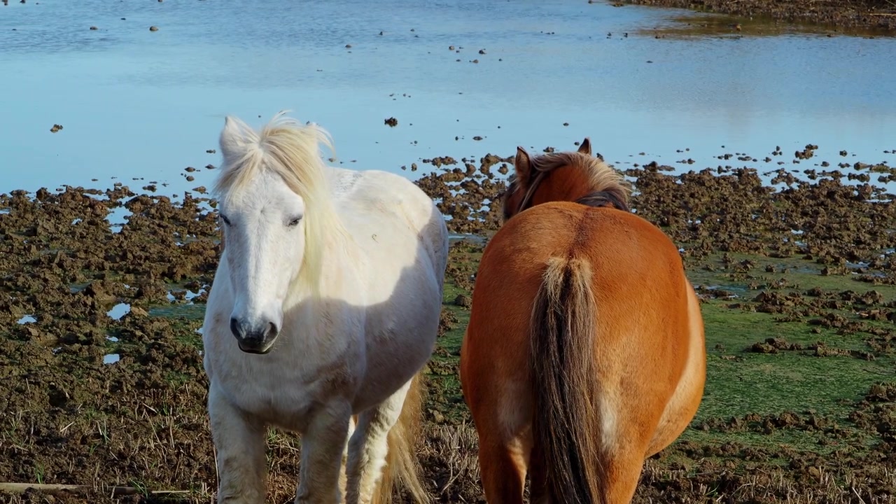 Hvit hest står vendt mot kamera. Brun hest snur seg bort, vendt mot vannet. Gjørmete strand med grunt vann bak dem. Begge dyrene er rolige og uforstyrrede. Ideelt for natur-, landskaps- eller dyrelivstemaer.