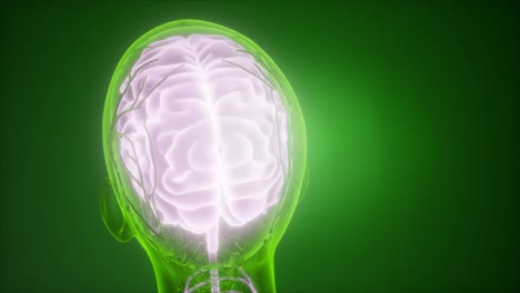 anatomía del cerebro humano