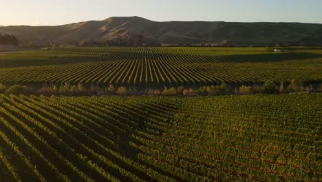 aerial of rows in vineard, amazing marlborough scenery of wine industry in new zealand