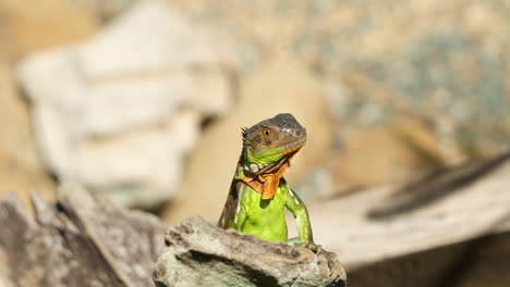 head close-up young green iguana looking out in sunlight stabding on tip of old log in desert