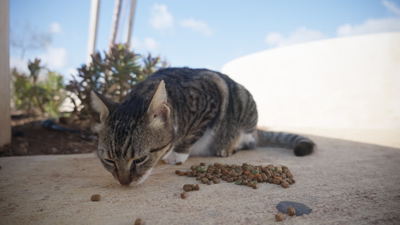 Nahaufnahme einer kleinen Katze, die im Freien in einer sonnigen mediterranen Umgebung auf Zypern Trockenfutter frisst.