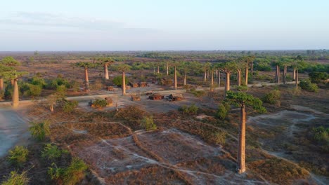 Langer-Drohnenclip-Aus-Der-Luft-Mit-Wunderschönen-Baobab-Bäumen