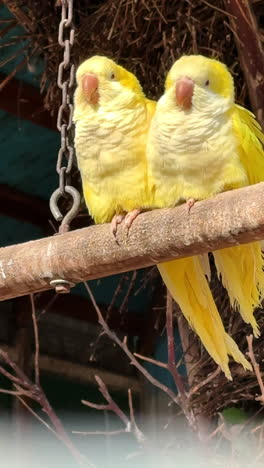 yellow parrots on a branch. two cheerful yellow parrots sit closely together on a wooden perch in a sunny outdoor setting, enjoying the day