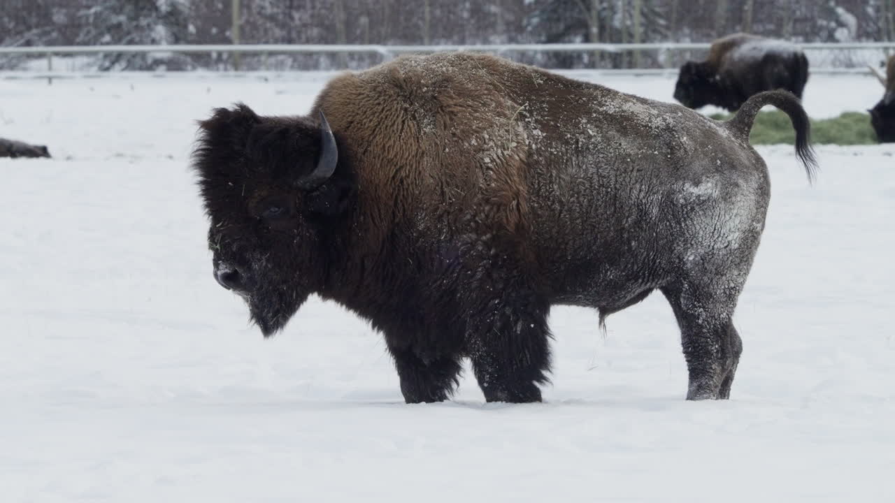 bisonte de pie en el paisaje helado durante el invierno en whitehorse, yukon, canadá - de cerca